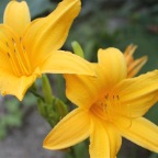 IMG_4007.JPG