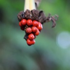 IMG_4079.JPG